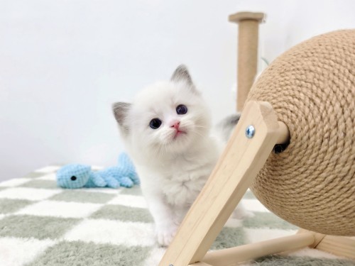 고양이