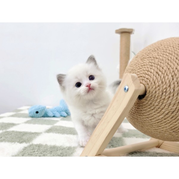고양이