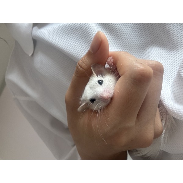 피그미
